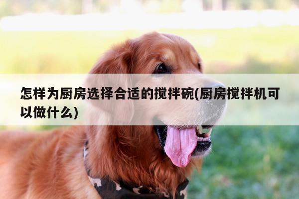 beat365|怎樣為廚房選擇合適的攪拌碗(廚房攪拌機(jī)可以做