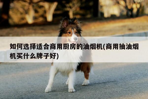 beat365-如何選擇適合商用廚房的油煙機(商用抽油煙機買