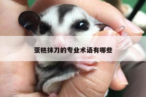 【beat365平臺(tái)】蛋糕抹刀的專業(yè)術(shù)語有哪些